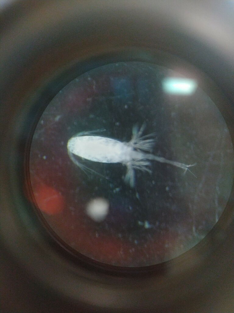 Lubbockiidae