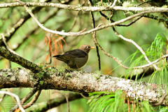 Turdus rufitorques
