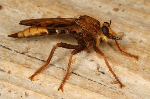 Hornet Robber Fly, photo 2 of 7