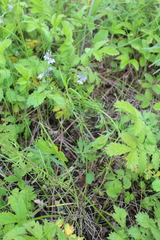 Veronica austriaca