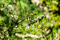 Turdus rufitorques
