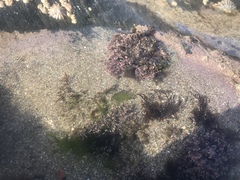 Ellisolandia elongata