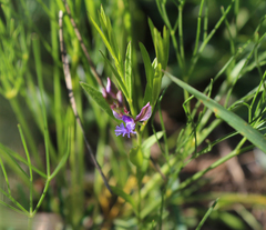 Polygala sibirica