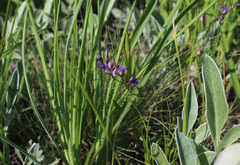 Polygala sibirica
