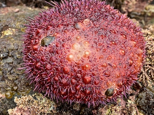 Red Sea Urchin, Sitka Sound, Sitka, AK, US, photo 9 of 10