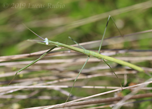 Brunneria subaptera Saussure, 1869