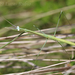 Brunneria subaptera - Photo (c) Lucas Rubio, μερικά δικαιώματα διατηρούνται (CC BY), uploaded by Lucas Rubio