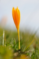 Crocus scharojanii