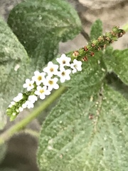 Heliotropium angiospermum