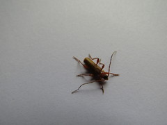 Phymatodes testaceus