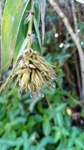 Cathariostachys madagascariensis image