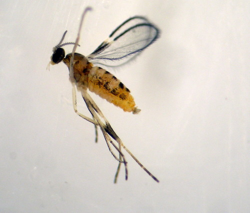 Lasioptera tomaticola · NaturaLista Mexico