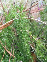 Phlox nivalis