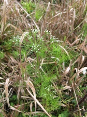 Ptilimnium capillaceum