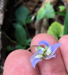 Viola edulis