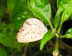 Zizeeria knysna