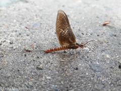 Litobrancha recurvata