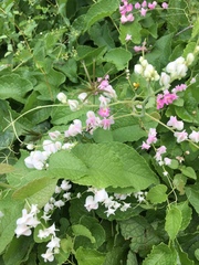 Antigonon