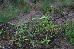 Buglossoides czernjajevii