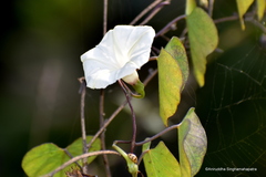 Ipomoea obscura