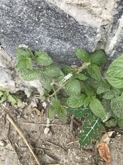 Heliotropium angiospermum