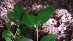 Peponidium