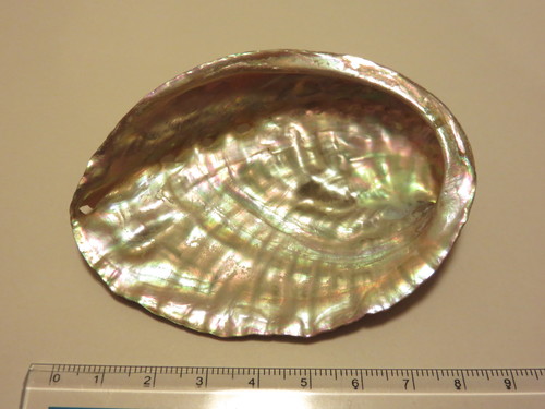 Disk Abalone