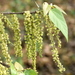 False White Teak - Photo (c) Aniruddha Singhamahapatra, some rights reserved (CC BY-NC), uploaded by Aniruddha Singhamahapatra