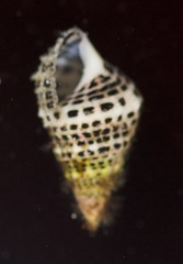 Cerithium litteratum