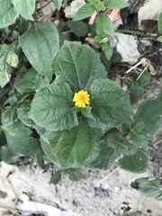 Melampodium divaricatum