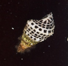 Cerithium litteratum