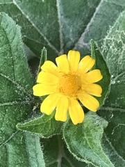 Melampodium divaricatum