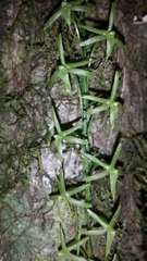 Aerangis pallidiflora image