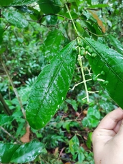 Faramea tamberlikiana subsp. sessifolia image