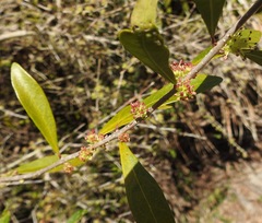 Forestiera segregata