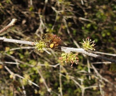 Forestiera segregata