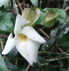 Thunbergia neglecta