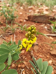 Senna italica arachoides