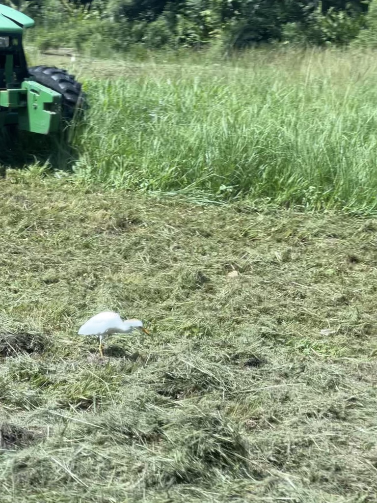 Cattle Egret From Trinidad Trinidad And Tobago TT On August 30 2023   Large 