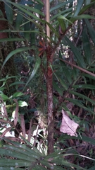Dypsis concinna