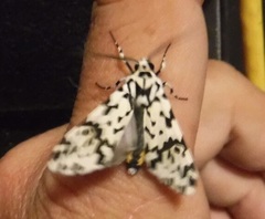 Galethalea portoricensis