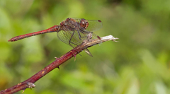 Sympetrum nigrifemur