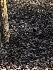 Turdus merula