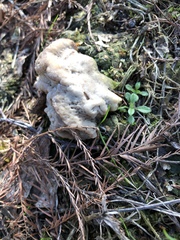 Fungi