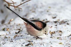 Aegithalos caudatus caudatus