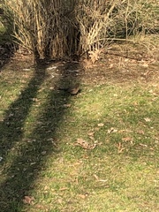 Turdus merula