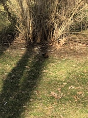 Turdus merula