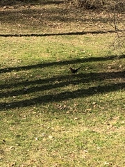 Turdus merula