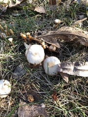 Fungi