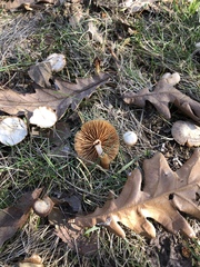 Fungi
